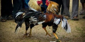 Cách chăm gà đá hiệu quả