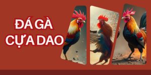 Đá gà cựa dao kèo chiến kê hăng máu hàng đầu tại ABC8