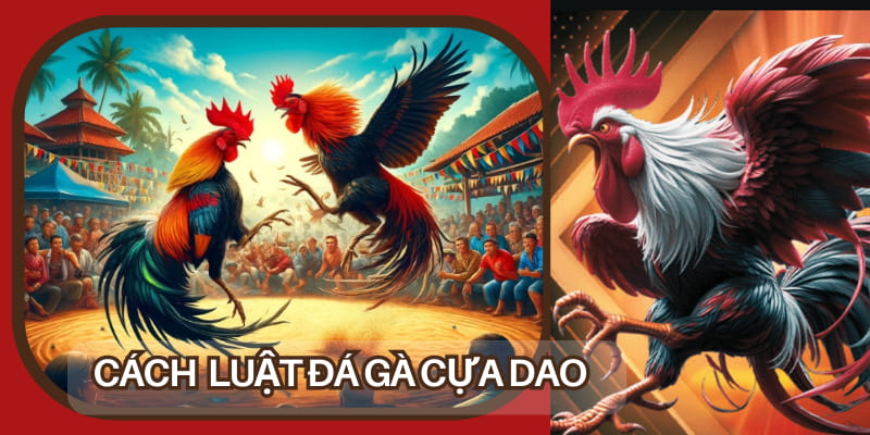 Quy tắc của đá gà cựa dao diễn ra bạn cần phải nắm được
