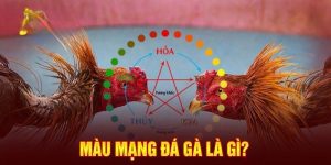 Màu mạng gà đá bí quyết chọn chiến kê cực chuẩn