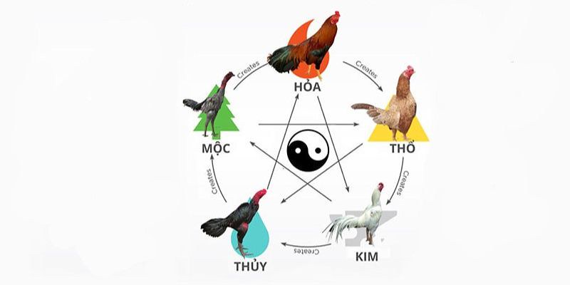 Những bí thuật lựa chọn gà đá dựa vào tính ngũ hành